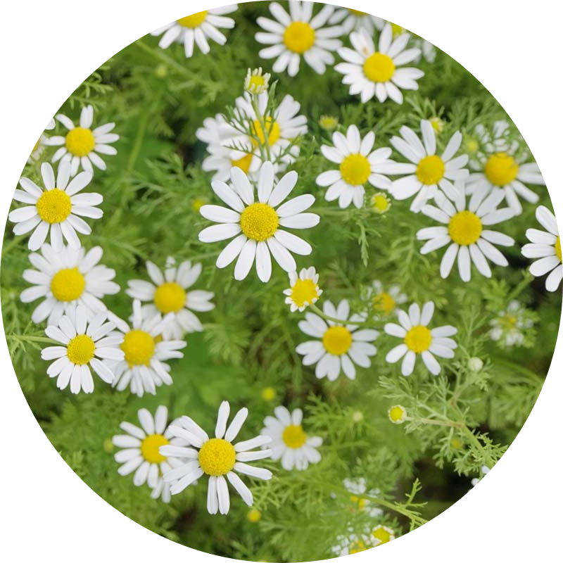 Chamomile Dried Herb