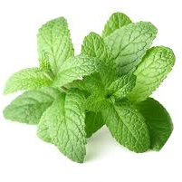Lemon Balm Dried Herb