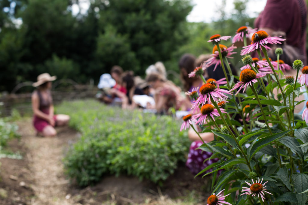 2025 Home Herbal Apprenticeship