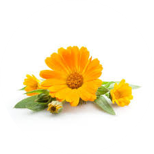 Calendula Dried Herb