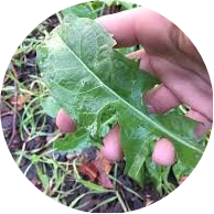 Wild Lettuce Extract