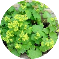 Lady's Mantle Extract