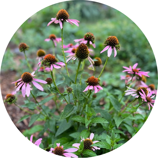 Echinacea Leaf & Flower Extract