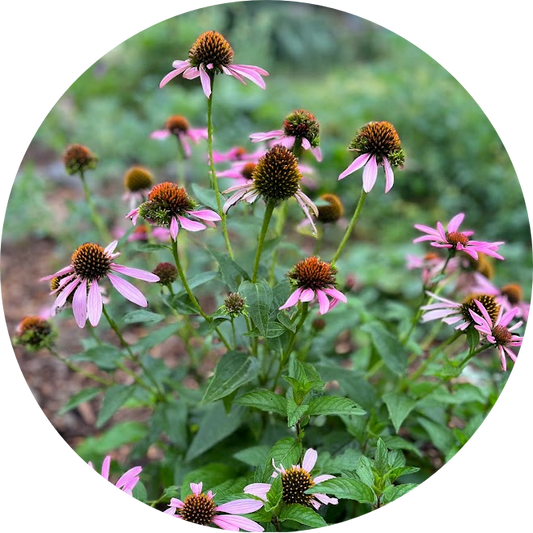 Echinacea Leaf & Flower Extract