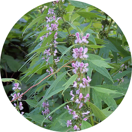 Motherwort Extract