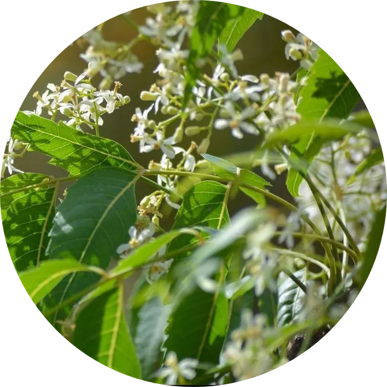 Organic Neem Extract