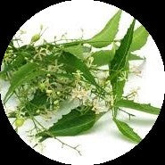 Neem Extract