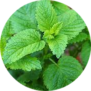 Peppermint Dried Herb