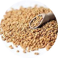 Fenugreek