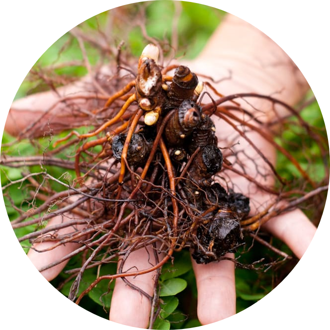 Black Cohosh Extract