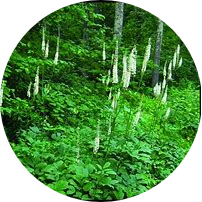 Black Cohosh Extract