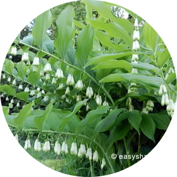 Solomon Seal