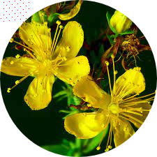 St John's Wort Oil