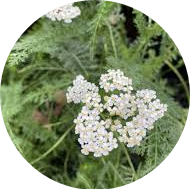 Yarrow Extract