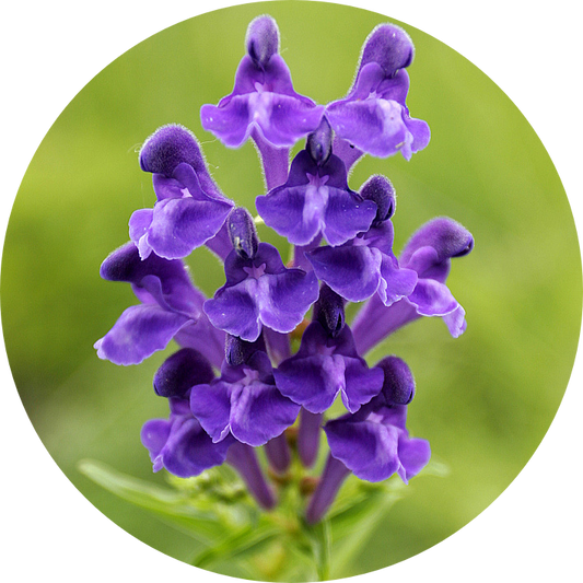 Chinese Skullcap Extract