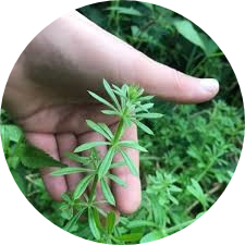 Cleavers Extract