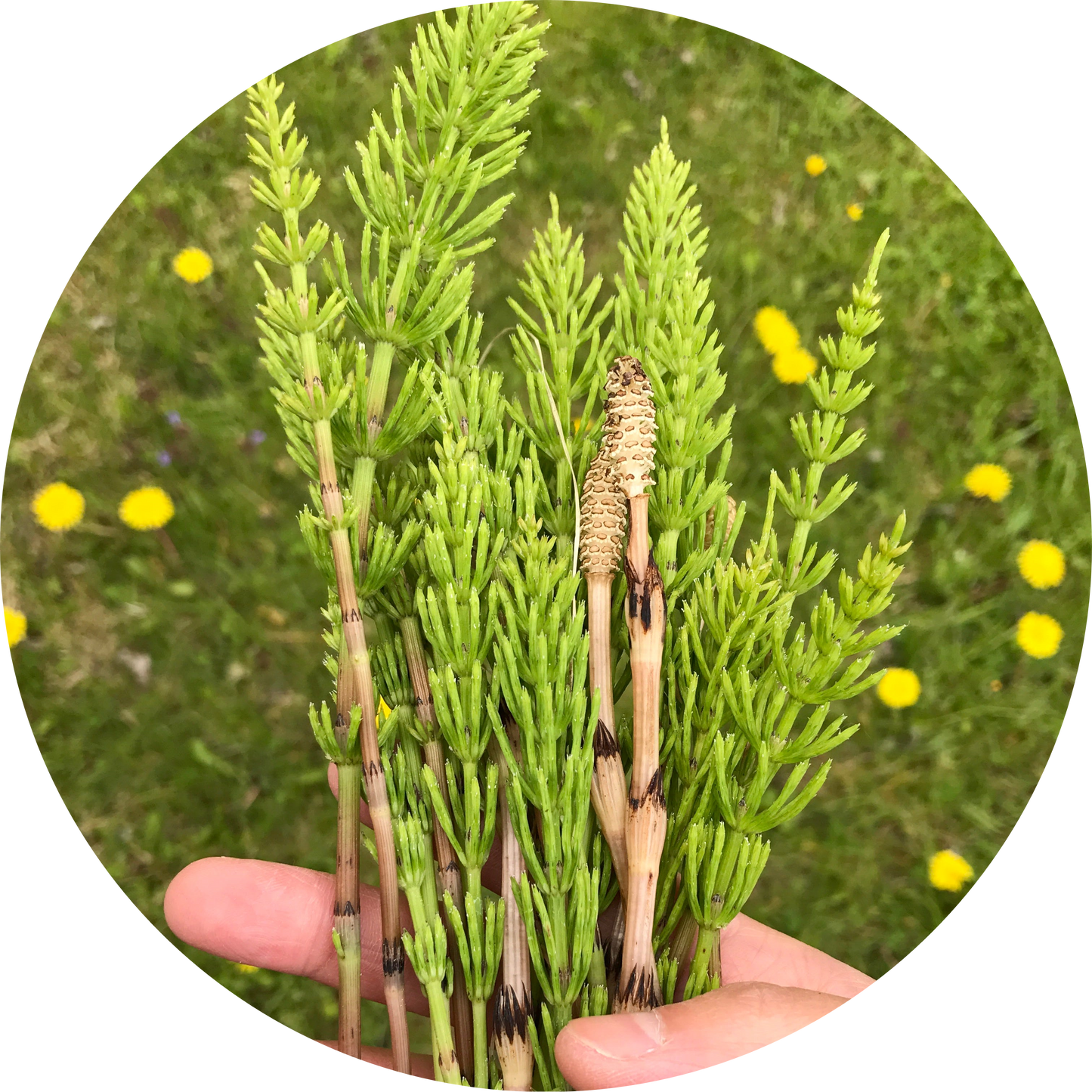 Horsetail Extract