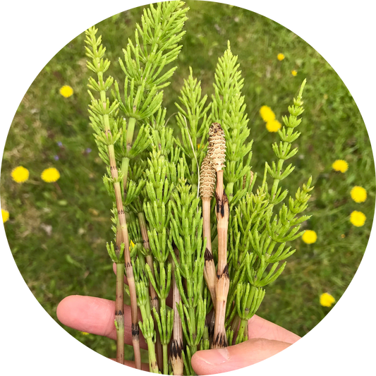 Horsetail Extract