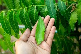 Organic Neem Extract