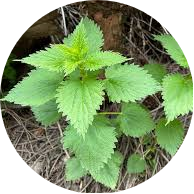 Nettle Extract