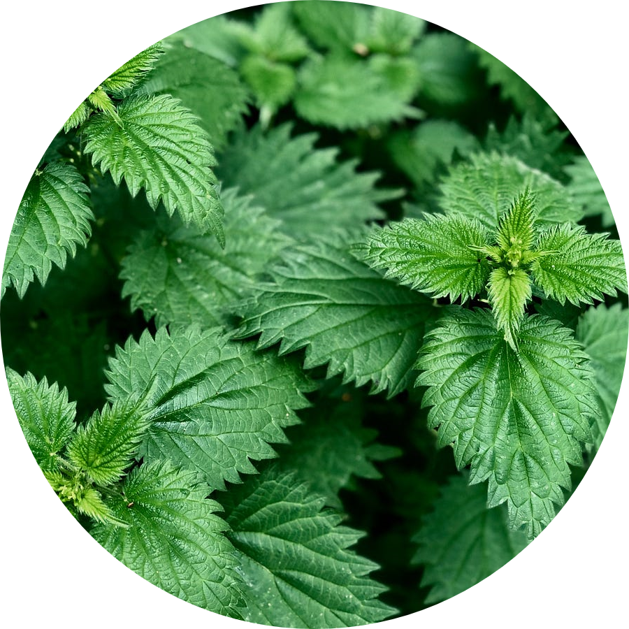 Organic Nettles Extract