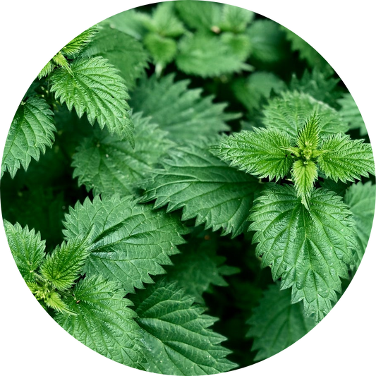 Organic Nettles Extract