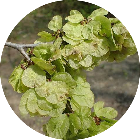 Slippery Elm Extract