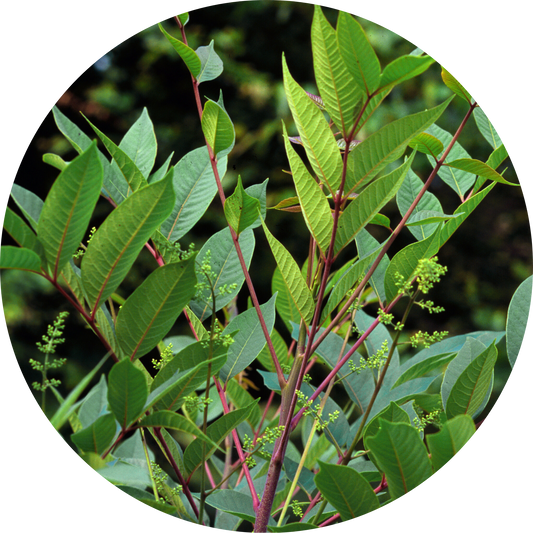 Sumac Bark Extract