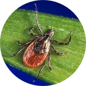 Tick Attack Extract