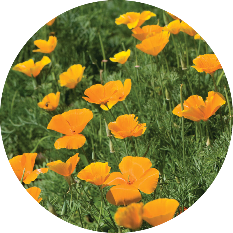 California Poppy Extract